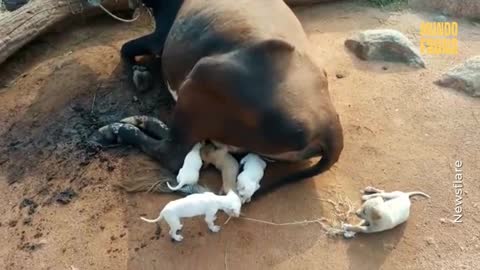 Una vaca se convierte en madre adoptiva de siete cachorros huérfanos