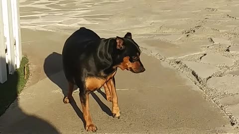 FUNNY DOG PRETENDING CEMENT IS TOO HOT ON HIS FEET