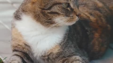 relaxed cat