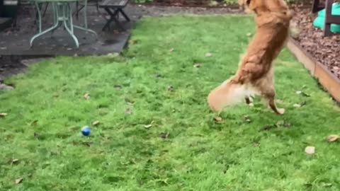 Dog can’t catch his ball(slo-mo)