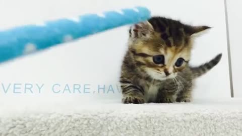 Short Leg Munchkin Kitten Video | Super Cute!