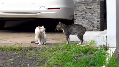 fight couple cat for cheating wife lol