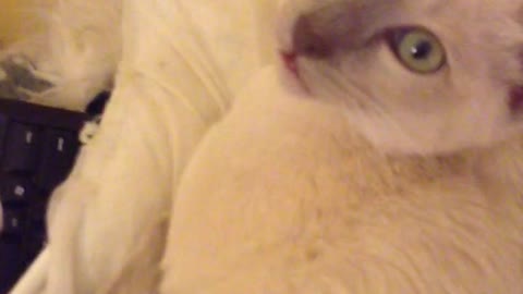 Tonkinese kitten makes this noise whenever I call his name