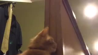 Orange cat hitting owner