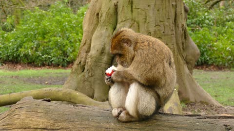 monkey eating banana or apple?