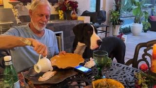 Hungry Great Danes enjoy Canadian Thanksgiving turkey dinner