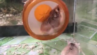 Epic Fun Two Hamsters Alternate Exercise For Weight Loss