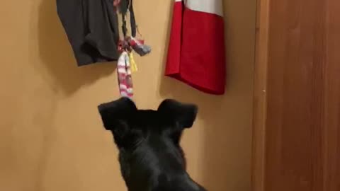 Dog plays with a toy