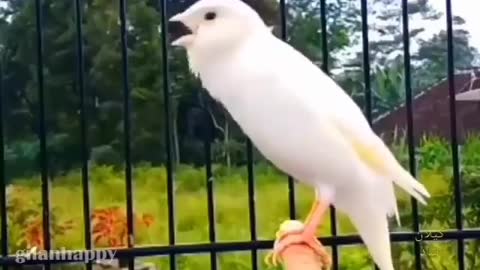 oiseau Canari sound