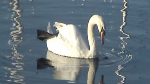 Tranquil Mute Swans. Music Parade of souls