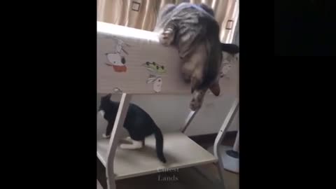 cats and funny and crazy animal compilations try not to laugh part 6