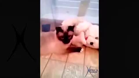 Funny Cats Impossible Doesn't Laugh