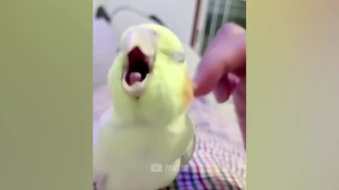 Cute and Comedian Parrot Scenes - You Must Watch