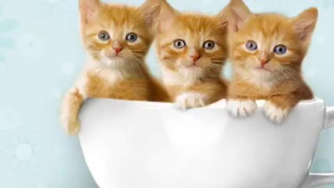 Cute cat whatsapp status song_360p