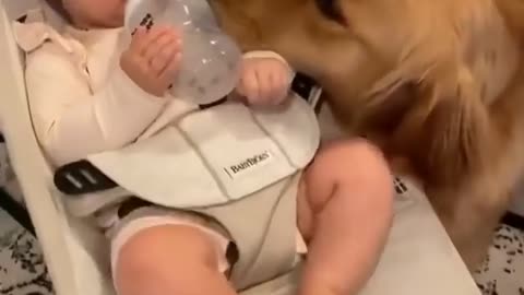 baby playing dog