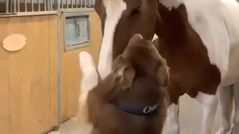 Dog loves the horse