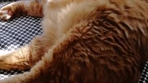 FunnyPetsToday，Funny Cat You Might Never See Before, part134