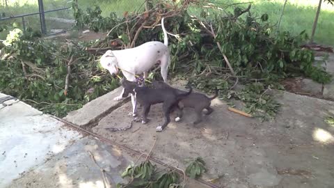 Mama dog plays tug-of-war with her puppies