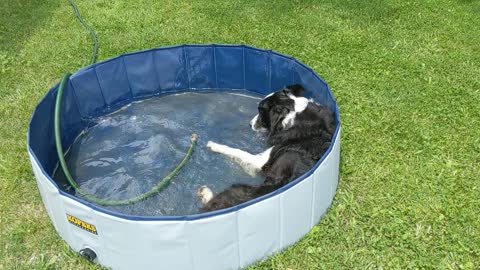 Admiral Nelson the border collie enjoys a swim after playing frisbee