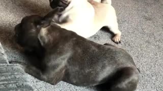 Dramatic pug overreacts over stolen bone