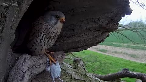 Kestrels_Overcome_Adversity_as_Chicks_Hatch___Grow___Apollo___Athena___001