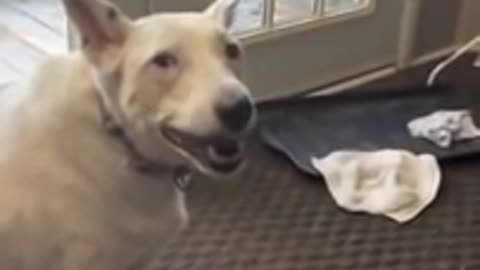 Deaf dog thinks he's barking