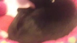 I talk about my cat while she cleans herself