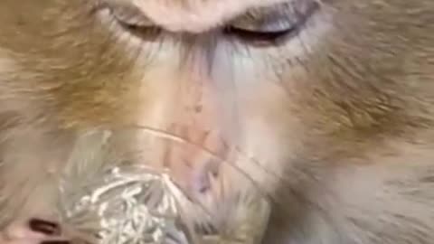 cute, well-behaved monkey