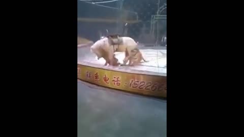 Two Tigers attack a horse in circus for shows