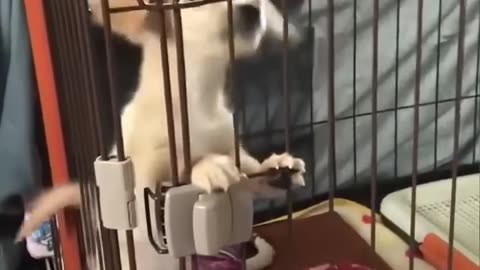 Funny Video 🤣🐶