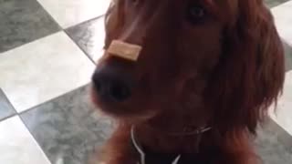 Irish Setter puppy trick