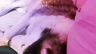 Sleepy husky cuddel