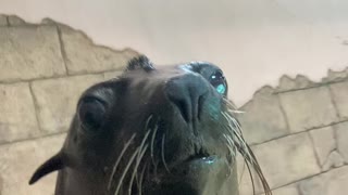 Sea Lion Smile