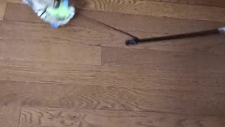 Savannah Kitten Growling and Playing With Toy