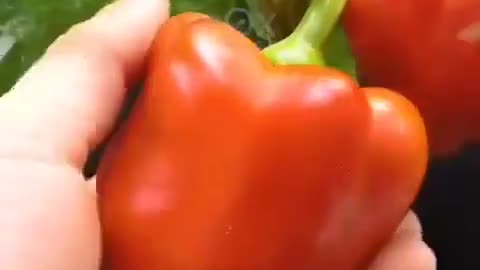 Growing capsicum from seed to bearing fruit
