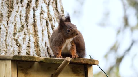 Red Squirrel, Sciurus vulgaris