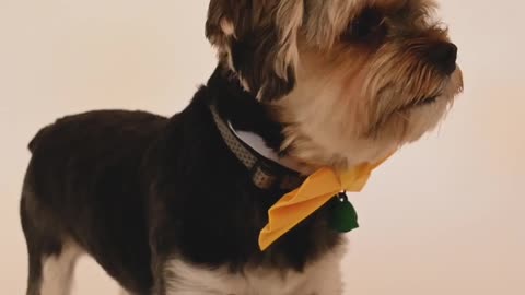 a dog with yellow bow tie
