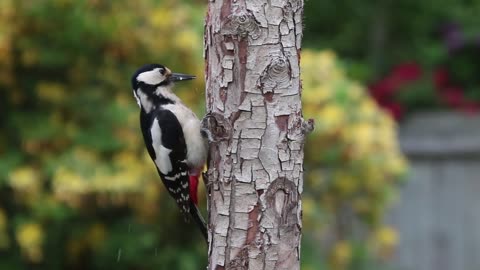 woodpecker great woodpecker animal video