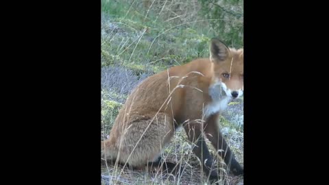 I got very close to the fox and took her on the phone when she was washing