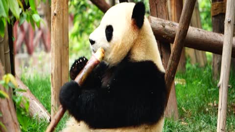 A Giant Pandas breakfast time