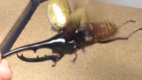 The Largest Beetle in the World (HELICOPER)
