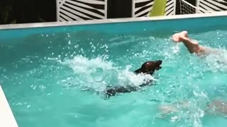 Dachshund dives into pool in epic slow motion