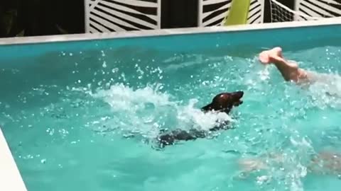 Dachshund dives into pool in epic slow motion