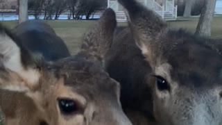 Friendly Deer Enjoy a Banana