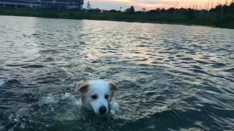 Great Dane loves swimming with her mermaid life jacket