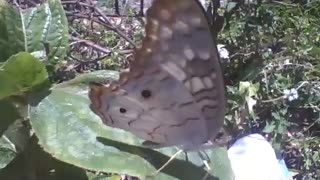 Bonita borboleta filmada numa folha perto de um terreno baldio [Nature & Animals]