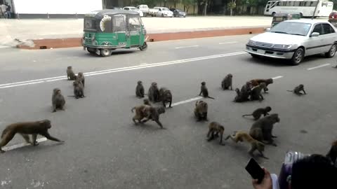 Monkeys are dominating on public place