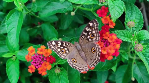 Beautiful Butterfly and relaxing music