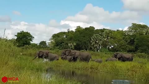 Elephant saving baby from Crocodile | AWESOME