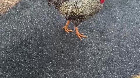 Chickens in a parking lot
